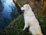 Toby, mâle Golden Retriever LOF disponible pour saillie