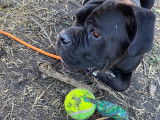 Mâle Cane Corso disponible pour sallie