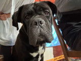 Mâle Cane Corso disponible pour sallie