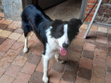 Border Collie mâle noir et blanc à vendre