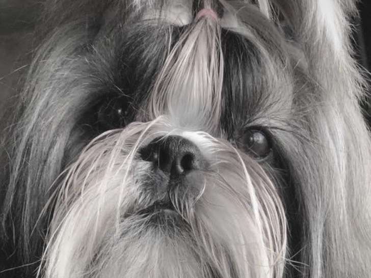 Très beau mâle Shih Tzu LOF disponible pour saillie