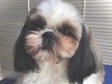 Très beau mâle Shih Tzu LOF disponible pour saillie