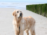 Uman, jeune Golden Retriever de pure race disponible pour saillie