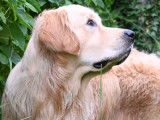 Uman, jeune Golden Retriever de pure race disponible pour saillie