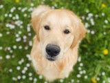 Uman, jeune Golden Retriever de pure race disponible pour saillie