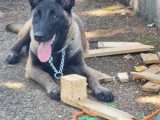 Malinois de 6 mois entier à donner