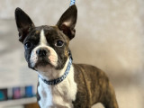 Chiot femelle Boston Terrier à vendre