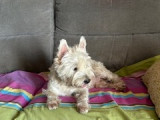 Chien adulte de type West Highland White Terrier Mâle à donner