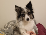 Recherche mâle Berger Australien Miniature ou Pomsky pour saillie