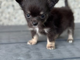 Chiot Chihuahua mâle de 2 mois à vendre