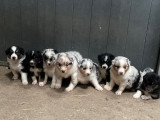 Chiots Berger Australien à réserver