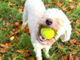 Recherche Labradoodle Australian male pour saillie
