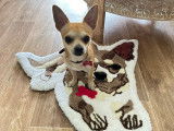Mâle Chihuahua disponible pour saillie