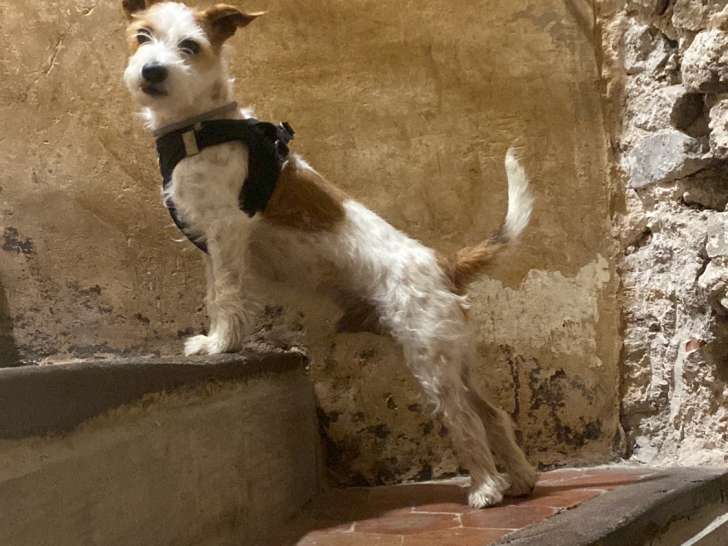 Recherche femelle Jack Russel pour saillie