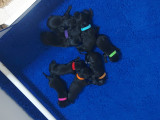 Chiots Flat Coated Retriever noir à vendre