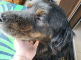 Beauceron croisé Setter Gordon à donner