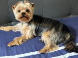 Mâle Yorkshire Terrier disponible pour saillie