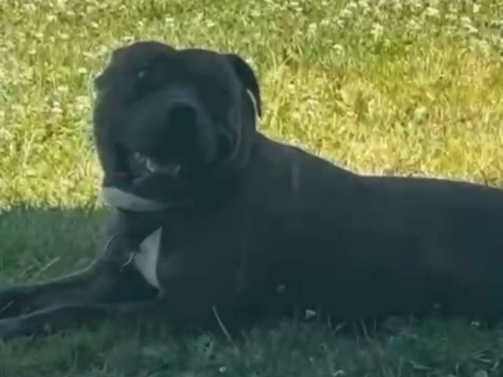 Mâle American Staffordshire Terrier disponible pour saillie