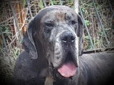 Mâle Dogue Allemand disponible pour saillie