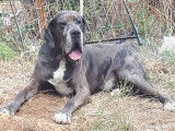 Mâle Dogue Allemand disponible pour saillie