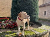 Chien de type Labrador Retriever disponible pour saillie
