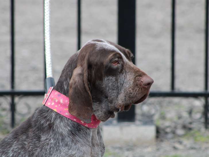 Irène, une merveille de braque hyper caline  à adopter