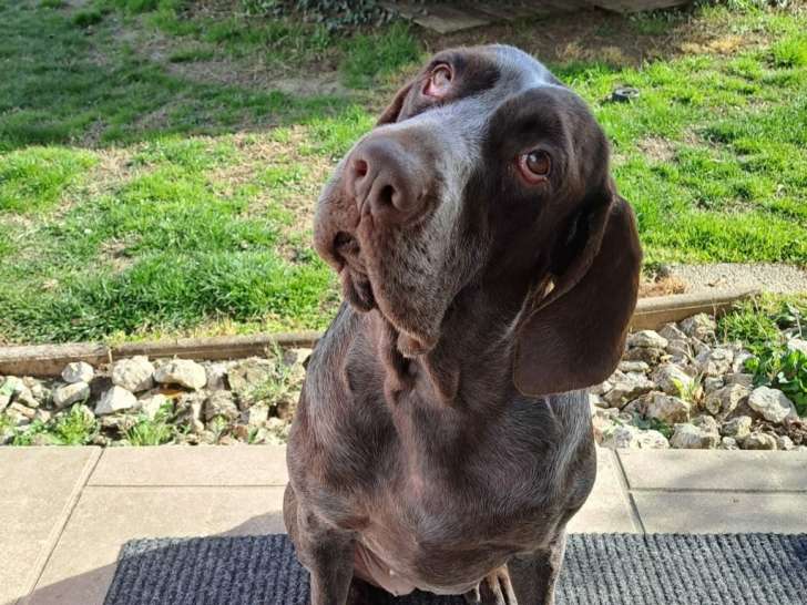 Irène, une merveille de braque hyper caline  à adopter