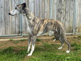 Magnifique étalon Whippet LOF disponible pour saillie