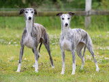 Magnifique étalon Whippet LOF disponible pour saillie