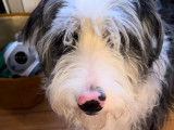 Chien Border Collie croisé Bearded Collie à donner
