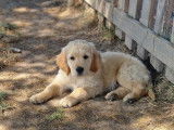 2 chiots mâles Golden Retrievers LOF à vendre