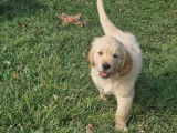 2 chiots mâles Golden Retrievers LOF à vendre