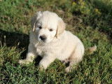 2 chiots mâles Golden Retrievers LOF à vendre