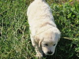 2 chiots mâles Golden Retrievers LOF à vendre