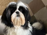 5 chiots Shih Tzu LOF disponibles à la vente