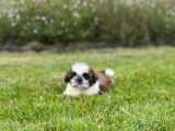 5 chiots Shih Tzu LOF disponibles à la vente