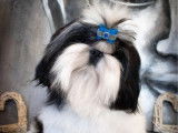 5 chiots Shih Tzu LOF disponibles à la vente