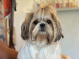 5 chiots Shih Tzu LOF disponibles à la vente
