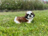 5 chiots Shih Tzu LOF disponibles à la vente