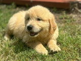 À vendre : 6 chiots Golden Retrievers LOF
