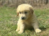 À vendre : 6 chiots Golden Retrievers LOF