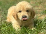 À vendre : 6 chiots Golden Retrievers LOF
