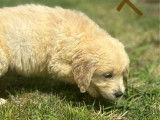 À vendre : 6 chiots Golden Retrievers LOF
