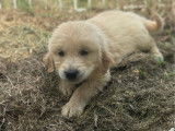 À vendre : 6 chiots Golden Retrievers LOF