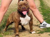 Chiot femelle American Bully pocket à vendre