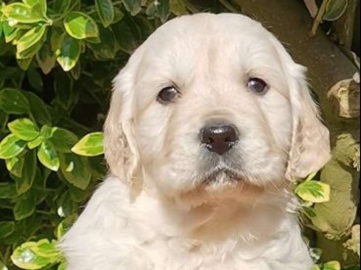 À réserver : des chiots Golden Retrievers LOF