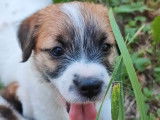Des chiots Jack Russells LOF à vendre