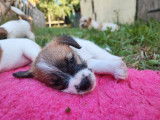 Des chiots Jack Russells LOF à vendre