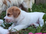 Des chiots Jack Russells LOF à vendre