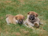 5 chiots Shiba Inu non LOF &agrave; vendre